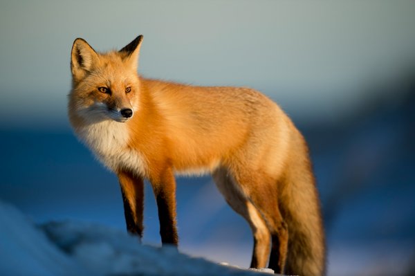 What specific steps are being taken to monitor the health of UK urban fox populations?
