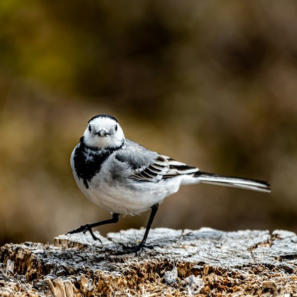 What breeding programs are UK zoos implementing for the critically endangered corncrake?